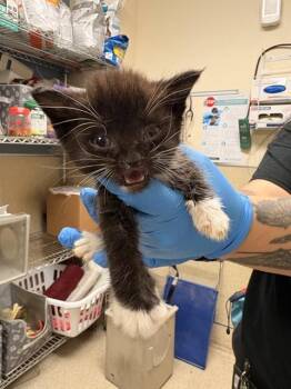 Domestic Short Hair Cats Available for Adoption in Riverside, California - DOBIE | PetCurious