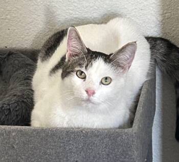 Tanner -  Domestic Short Hair and Tabby Cat for Adoption in Gilbert, Arizona - Tanner | PetCurious