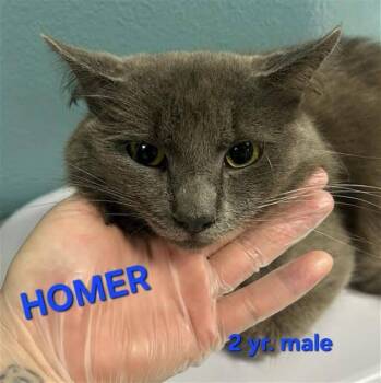 HOMER -  Domestic Short Hair Cat for Adoption in Holbrook, New York - HOMER | PetCurious
