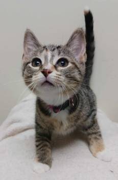 Rescue Domestic Short Hair Cats for Adoption in Fremont, Ohio - Rowan | PetCurious