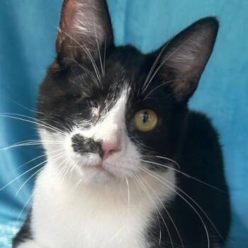 Mandark -  Domestic Short Hair Cat Available for Adoption in Concord, New Hampshire - Mandark | PetCurious