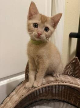 Peaches (2014) -  Domestic Short Hair Cat for Adoption in Zephyrhills, Florida - Peaches (2014) | PetCurious