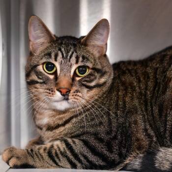 Domestic Short Hair Cats Available for Adoption in Ottawa, Kansas - Star | PetCurious