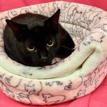Gale -  Domestic Short Hair Cat for Adoption in Green Valley, Arizona - Gale | PetCurious