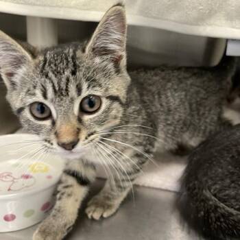 Fender -  Domestic Short Hair Cat for Adoption in Enfield, New Hampshire - Fender | PetCurious