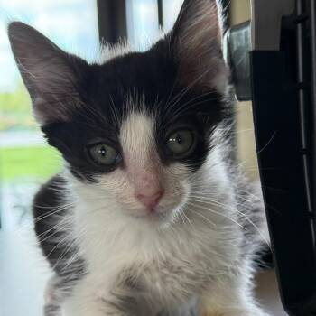 Beignet -  Domestic Short Hair Cat for Adoption in Leander, Texas - Beignet | PetCurious