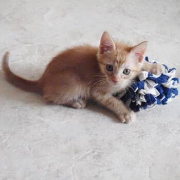 Kermit -  Domestic Short Hair Cat for Adoption in Largo, Florida - Kermit | PetCurious