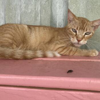 Carrots -  Domestic Short Hair Cat for Adoption in Midland, Texas - Carrots | PetCurious