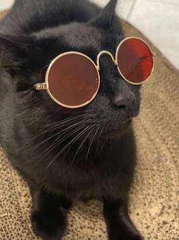 Uma -  Domestic Short Hair Cat Available for Adoption in Elmwood, Louisiana - Uma | PetCurious