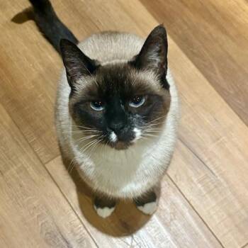 Siamese and Domestic Short Hair Cats Available for Adoption - Isis | PetCurious