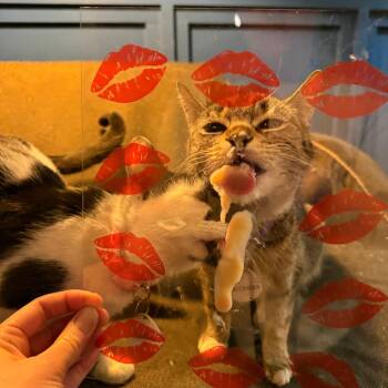 Domestic Short Hair Cats Available for Adoption - Georgia | PetCurious