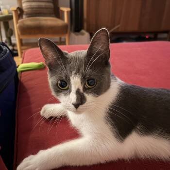 Lollipop - Super Sweet -  Domestic Short Hair Cat for Adoption in New York, New York - Lollipop - Super Sweet | PetCurious