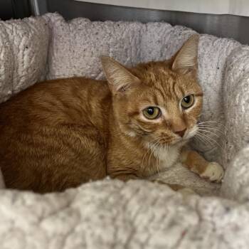 Domestic Medium Hair Cats Available for Adoption in Roanoke, Virginia - Mama | PetCurious