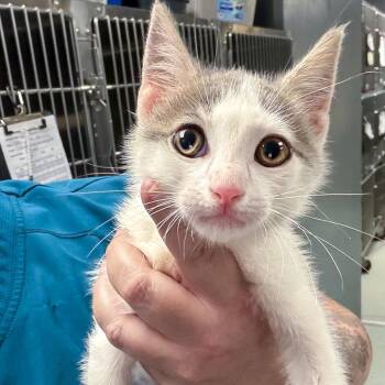 Lynyrd -  Domestic Short Hair Cat for Adoption in Falls Church, Virginia - Lynyrd | PetCurious