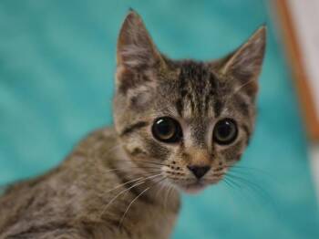Chicken -  Domestic Short Hair Cat for Adoption in Portland, Oregon - Chicken | PetCurious