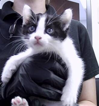 KALANI -  Domestic Short Hair Cat for Adoption in St. Cloud, Florida - KALANI | PetCurious