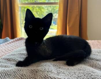 Val -  Domestic Short Hair Cat for Adoption in Nashville, Tennessee - Val | PetCurious