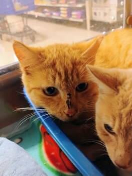 Domestic Short Hair Cats Available for Adoption - Jam 4 | PetCurious