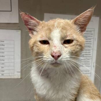 Domestic Short Hair Cats Available for Adoption in Yuma, Arizona - Tazzz | PetCurious