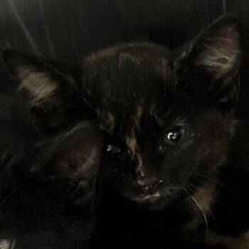 Domestic Short Hair Cats Available for Adoption in Oak Park, Illinois - Rusty | PetCurious