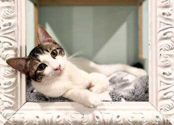 Domestic Short Hair Cats Available for Adoption - River (meet Me In The Cat Lounge!) | PetCurious