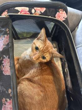 Buddy  ( sr) -  Domestic Short Hair Cat for Adoption in White Bluff, Tennessee - Buddy  ( Sr) | PetCurious