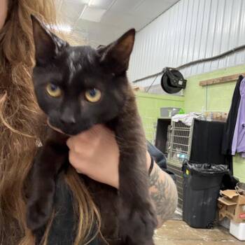 Whisper -  Domestic Short Hair Cat for Adoption in Corbin, Kentucky - Whisper | PetCurious