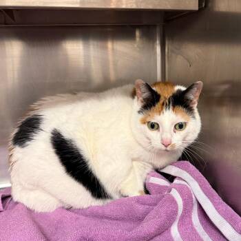 Domestic Short Hair Cats Available for Adoption in Elbow Lake, Minnesota - Shopkins C26-017 | PetCurious