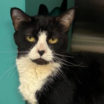 Domestic Short Hair Cats Available for Adoption in Baltimore, Maryland - Reese Whiskerspoon | PetCurious