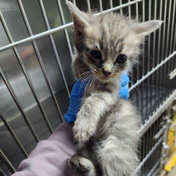 Peanut -  Domestic Short Hair Cat for Adoption in Summerville, South Carolina - Peanut | PetCurious