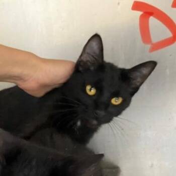 Lindt -  Domestic Short Hair Cat for Adoption in West Palm Beach, Florida - Lindt | PetCurious