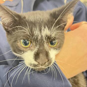 Pombi -  Domestic Short Hair Cat for Adoption in Philadelphia, Pennsylvania - Pombi | PetCurious