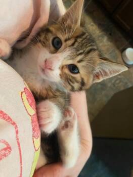 Lizzie -  Domestic Short Hair Cat for Adoption in Port Alberni, British Columbia - Lizzie | PetCurious