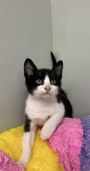 Scribble -  Domestic Short Hair Cat for Adoption in Picayune, Mississippi - Scribble | PetCurious