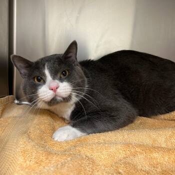 Niko -  Domestic Short Hair Cat for Adoption in Lindon, Utah - Niko | PetCurious