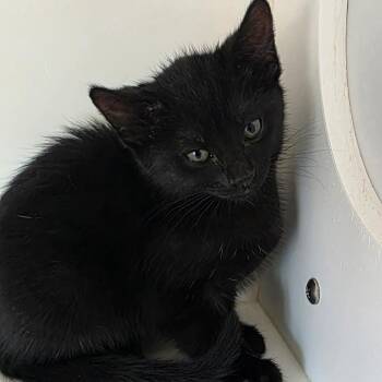 Raven -  Domestic Short Hair Cat for Adoption in Port Angeles, Washington - Raven | PetCurious