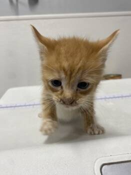 Rescue Domestic Short Hair Cats for Adoption in West Chester, Pennsylvania - Grimm | PetCurious