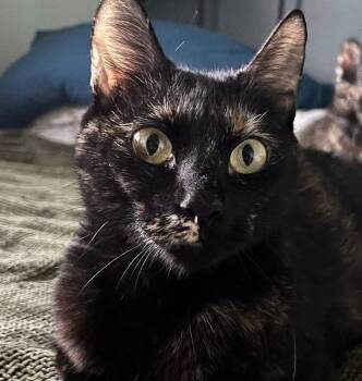 Lillyanne -  Domestic Short Hair Cat Available for Adoption in Wilmington, North Carolina - Lillyanne | PetCurious