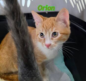 Orion and Leo -  Domestic Short Hair Cat for Adoption in Rochester, New Hampshire - Orion And Leo | PetCurious