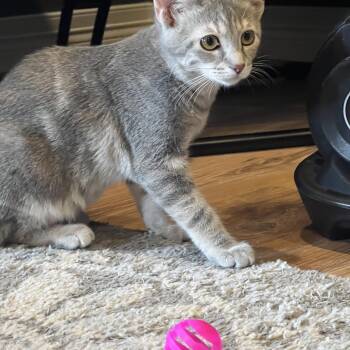 Shadow -  Domestic Short Hair Cat for Adoption in Louisville, Kentucky - Shadow | PetCurious