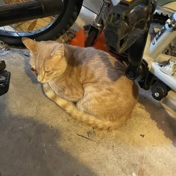 Domestic Short Hair Cats Available for Adoption in San Antonio, Texas - ROGER | PetCurious