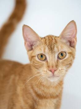 Red -  Domestic Short Hair Cat for Adoption in Globe, Arizona - Red | PetCurious