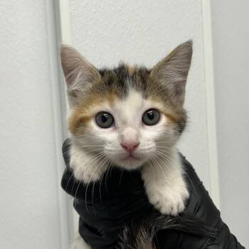 Phoon -  Domestic Short Hair Cat for Adoption in Abilene, Texas - Phoon | PetCurious