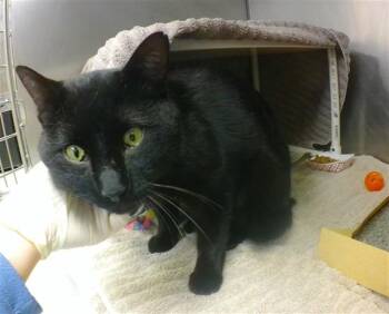 Domestic Short Hair Cats Available for Adoption in Omaha, Nebraska - ALPINE | PetCurious