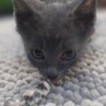 Foggy* Meet me at Plymouth Petsmart* -  Domestic Short Hair Cat for Adoption in Buffalo, Minnesota - Foggy* Meet Me At Plymouth Petsmart* | PetCurious