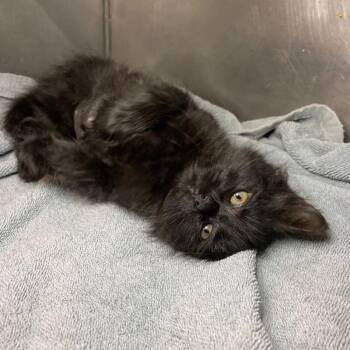 Wombat -  Domestic Short Hair Cat for Adoption in Roanoke, Virginia - Wombat | PetCurious