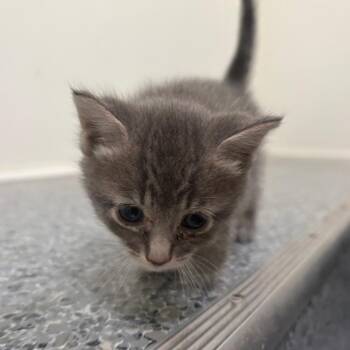 Dorinda -  Domestic Short Hair Cat for Adoption in Goleta, California - Dorinda | PetCurious