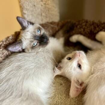 Ficus -  Domestic Short Hair Cat for Adoption in Des Moines, Iowa - Ficus | PetCurious