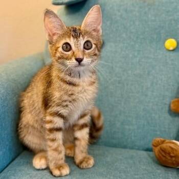 Gingersnap Extra Sweet -  Tabby and Domestic Short Hair Cat for Adoption in Friendswood, Texas - Gingersnap Extra Sweet | PetCurious