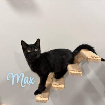 Max -  American Shorthair Cat for Adoption in West Newton, Pennsylvania - Max | PetCurious